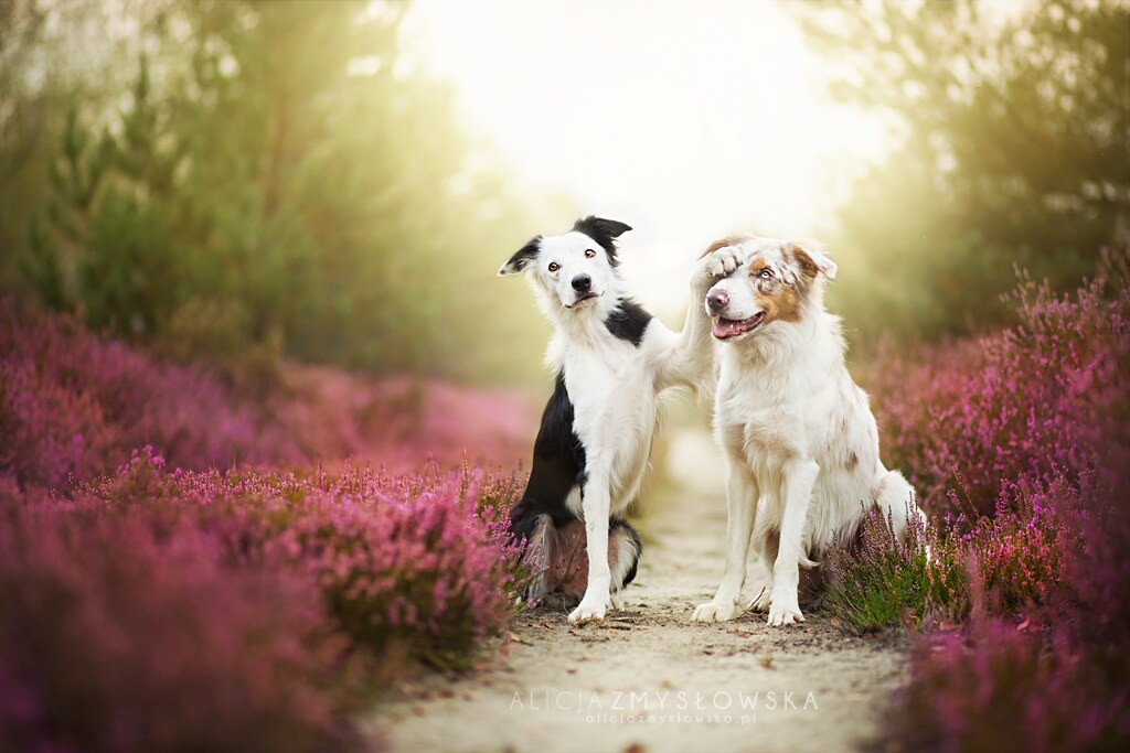 Alicja Zmyslowska Dog Photography Alicja Zmysłowska Flickr