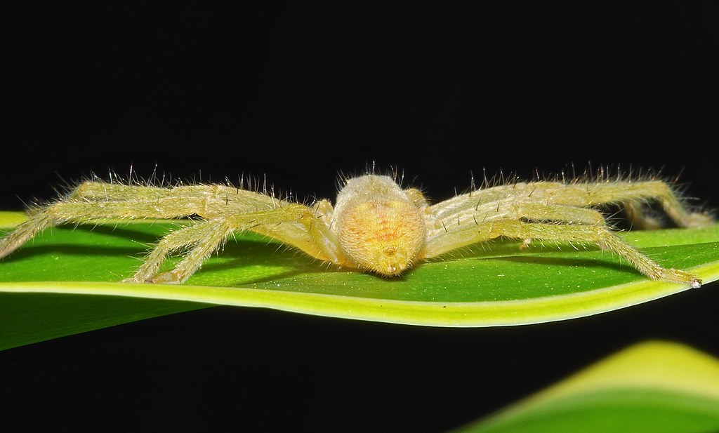 Lime green and butter yellow Huntsman spider neosparasus s… Flickr