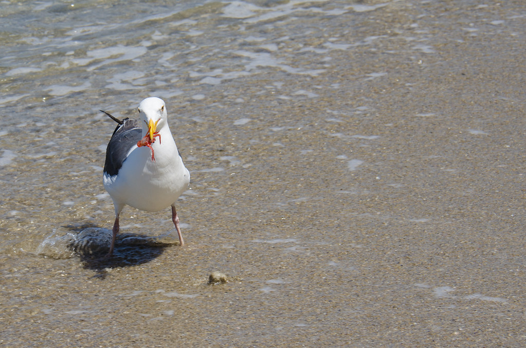 Seagull eating a tuna crab m01229 Flickr