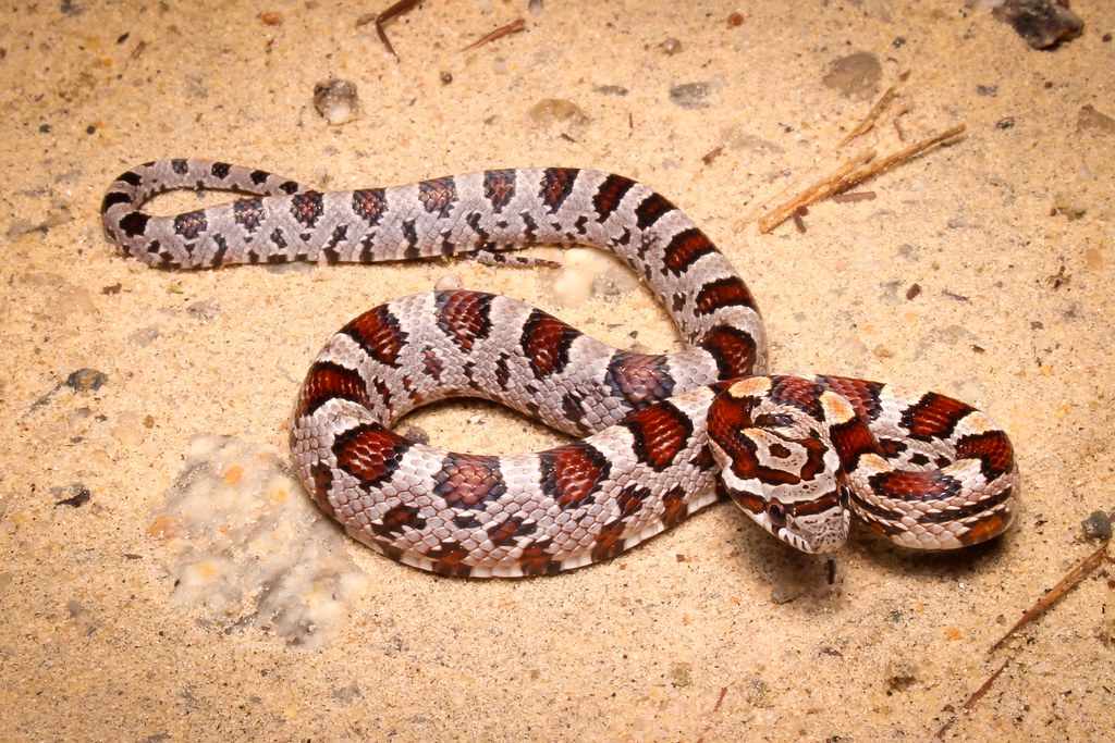 Corn Snake (Pantherophis guttatus) Nightcruised 10/9/15 He… Flickr