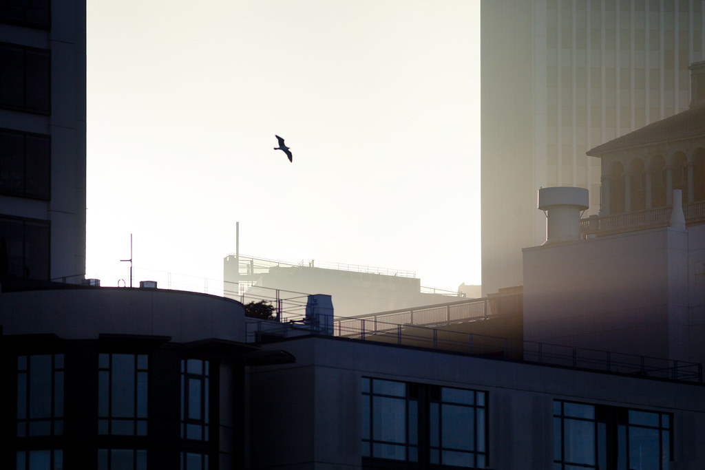San Francisco bird above downtown. sparth Flickr