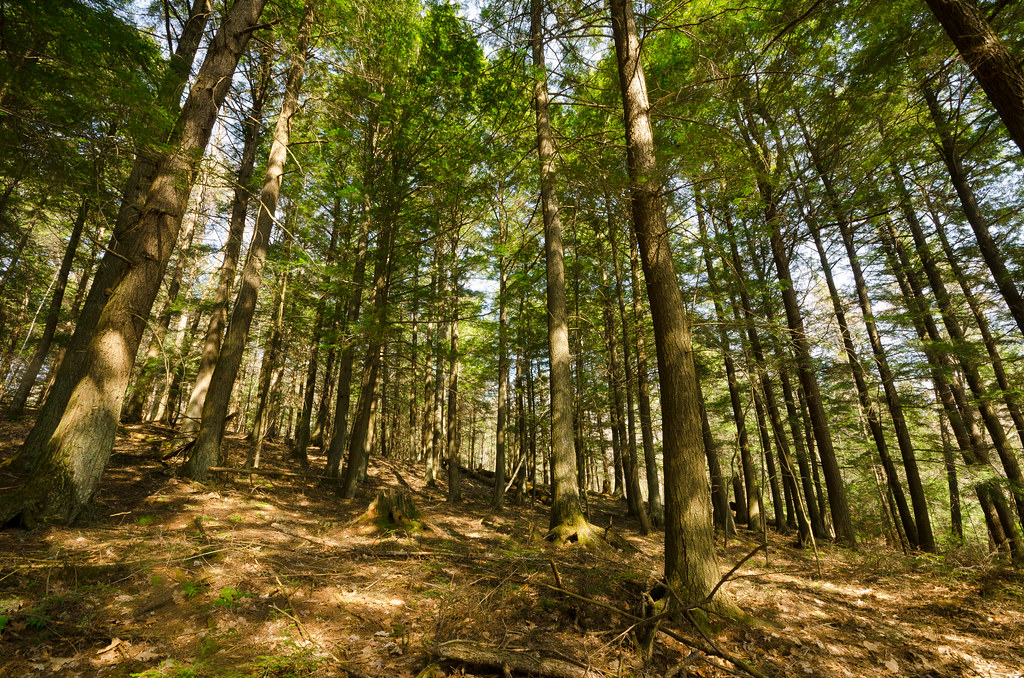 Hemlock Forest Germain Lake Hemlocks Wisconsin State Natur… Flickr