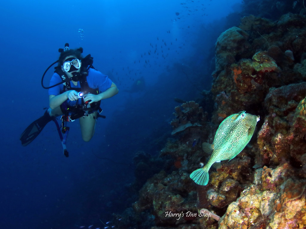 IMG_1691 Harry's Dive Shop Flickr