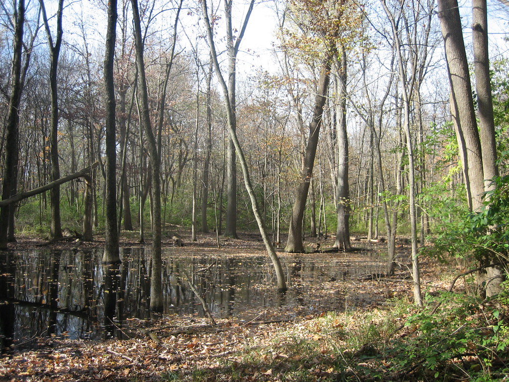 11031413busey Busey Woods, Urbana Illinois. 3 of 3 (pano… Flickr