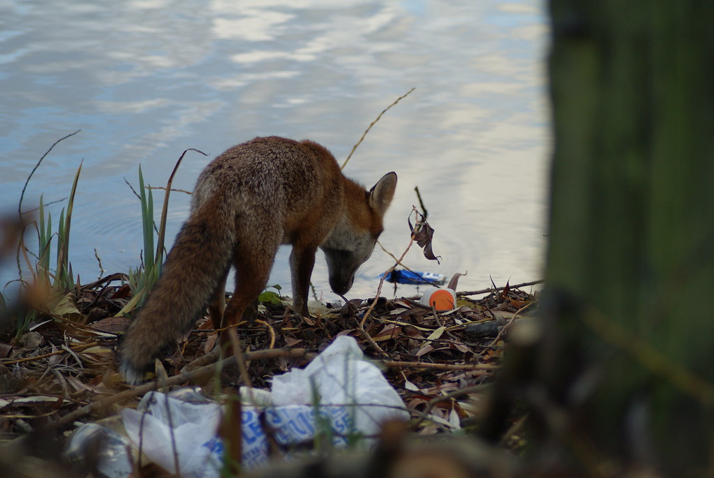 Fox and litter SONY DSC David Spensley Flickr