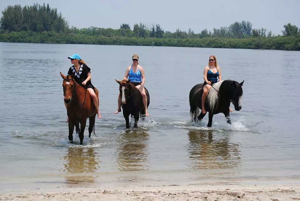 Bradenton Beach Horses Cponies Beach Horseback Riding in B… Flickr