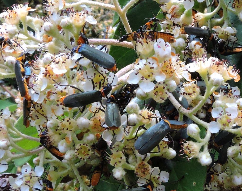 Soldier beetle swarm or part thereof! At the farm. Lesley A