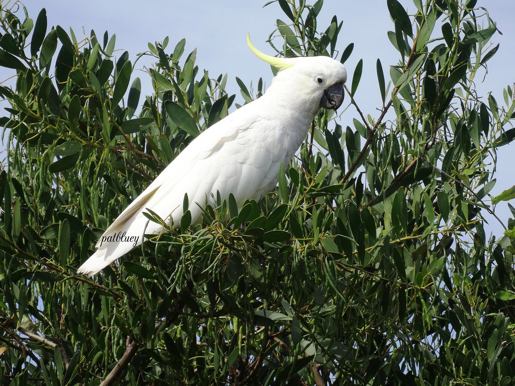 Cockatoo Cockatoo in a gum tree near Warilla Bowling Club pat.bluey