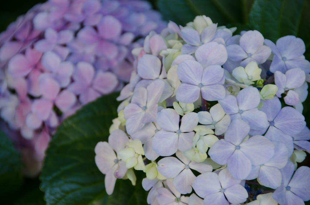 Hydrangea Set 2 Photographed on 18/12/2014 in Cape Town Tony Carr