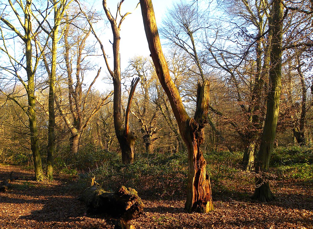 Old pollard trees, Epping Forest Charles Cuthbert Flickr