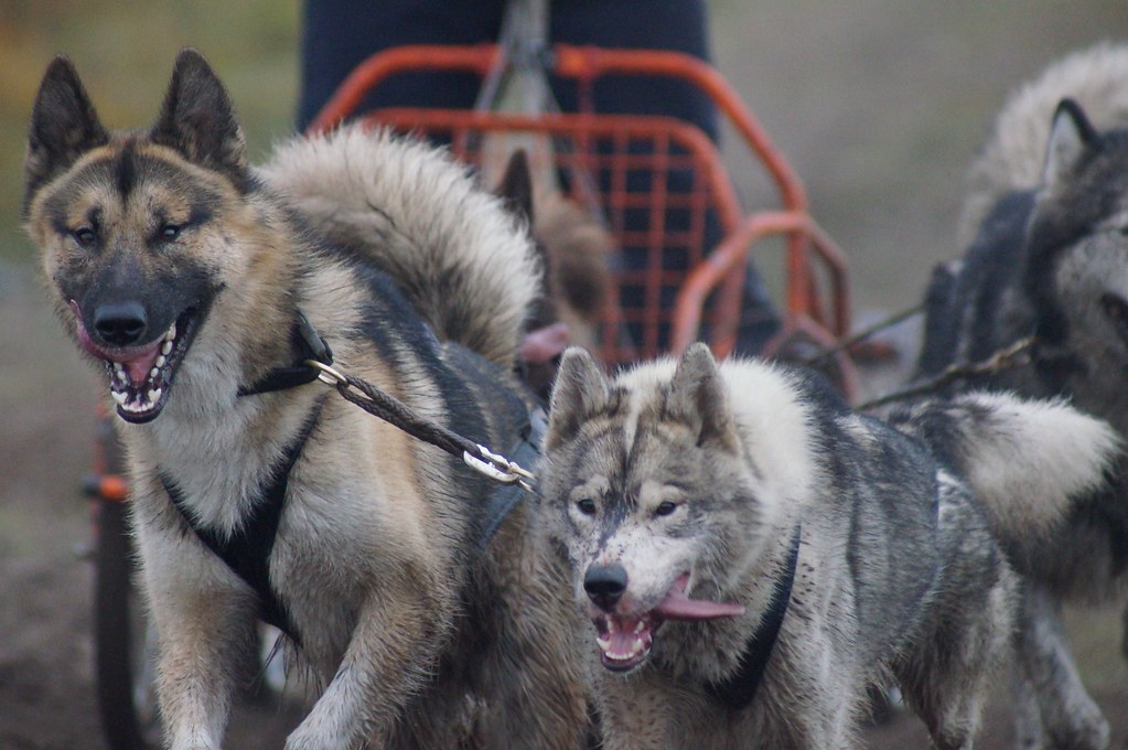 Untitled Iluniaq Alaskan Malamutes & Greenland Dogs Flickr