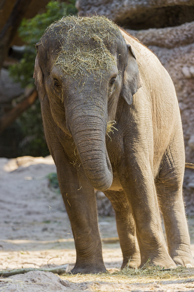 Elephant looking at me... One of the female elephants, tak… Flickr