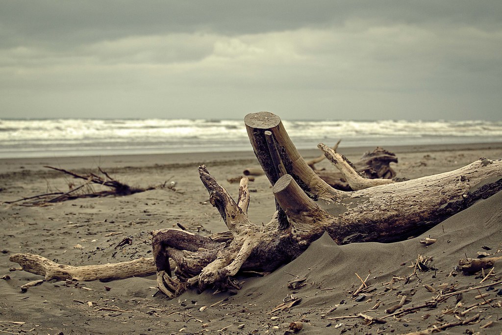 Driftwood beached Peka Peka Beach, New Zealand. Flimin Flickr