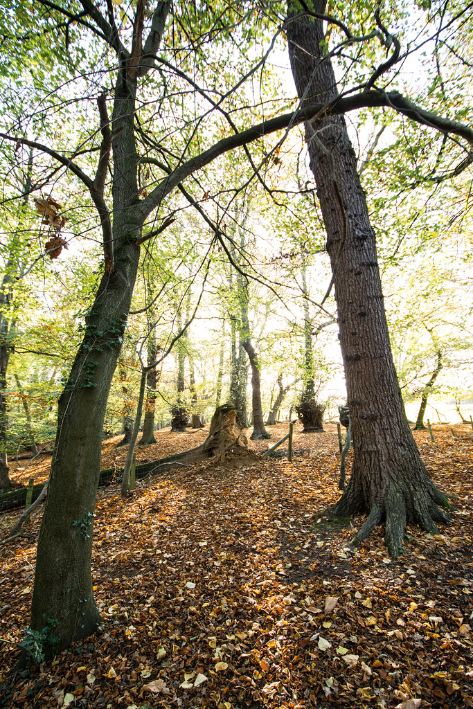 Hawarden Bilberry Wood A walk through the woods. "Hawarden… Flickr