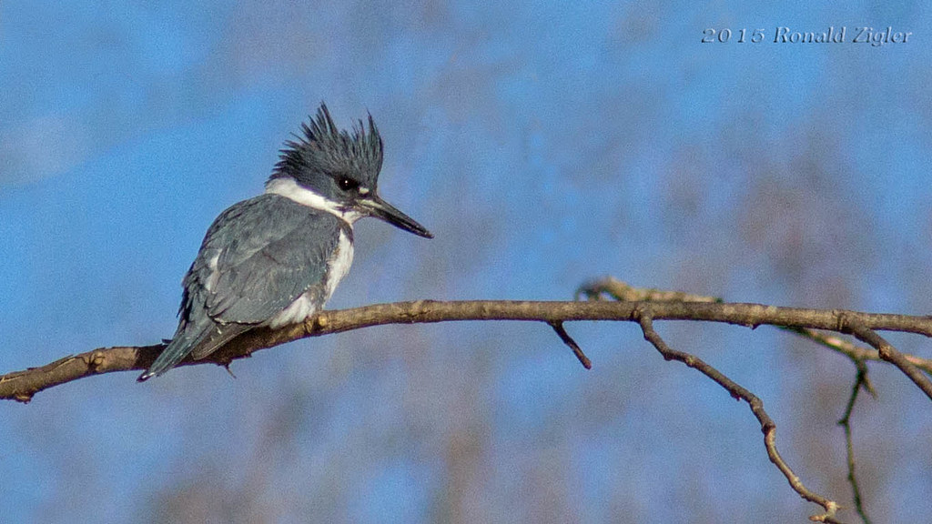 Kingfisher IMG_8393 Green Lane, PA. ronzigler Flickr