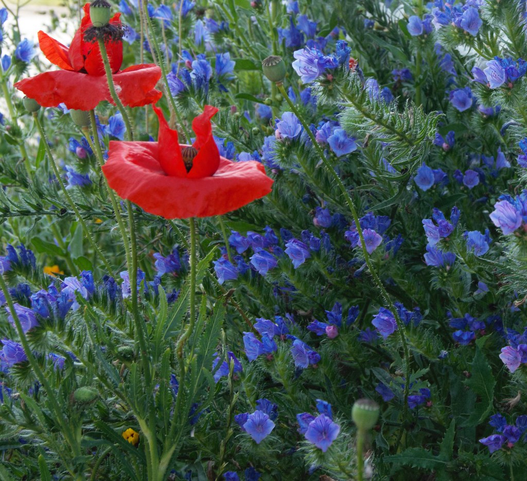 More Wild Flowers Alicia Phillips Flickr