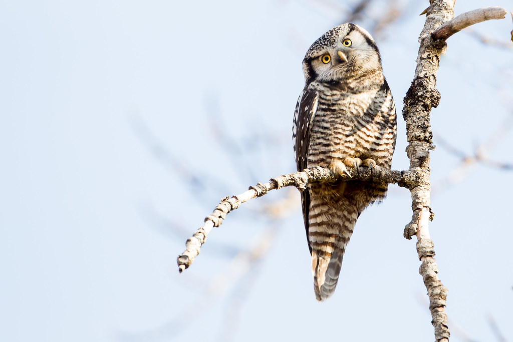 Northern Hawk Owl A Northern Hawk Owl in black cottonwoods… Flickr