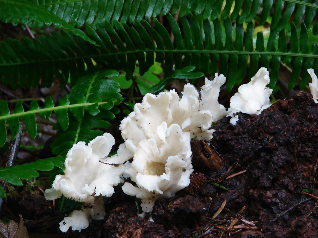White fungus yunckette Flickr
