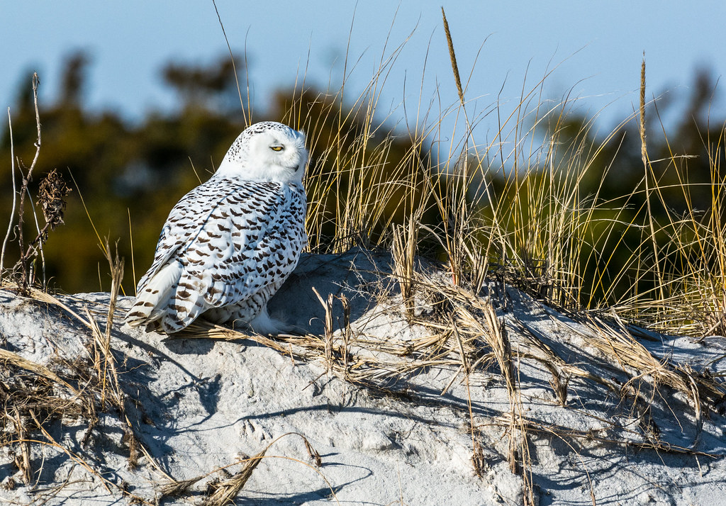 Snowy Owl A Snowy Owl in New Jersey Harry Collins Flickr