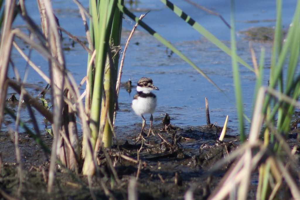Killdeer (Charadrius vociferus) Denman Wildlife Area Jacks… Flickr