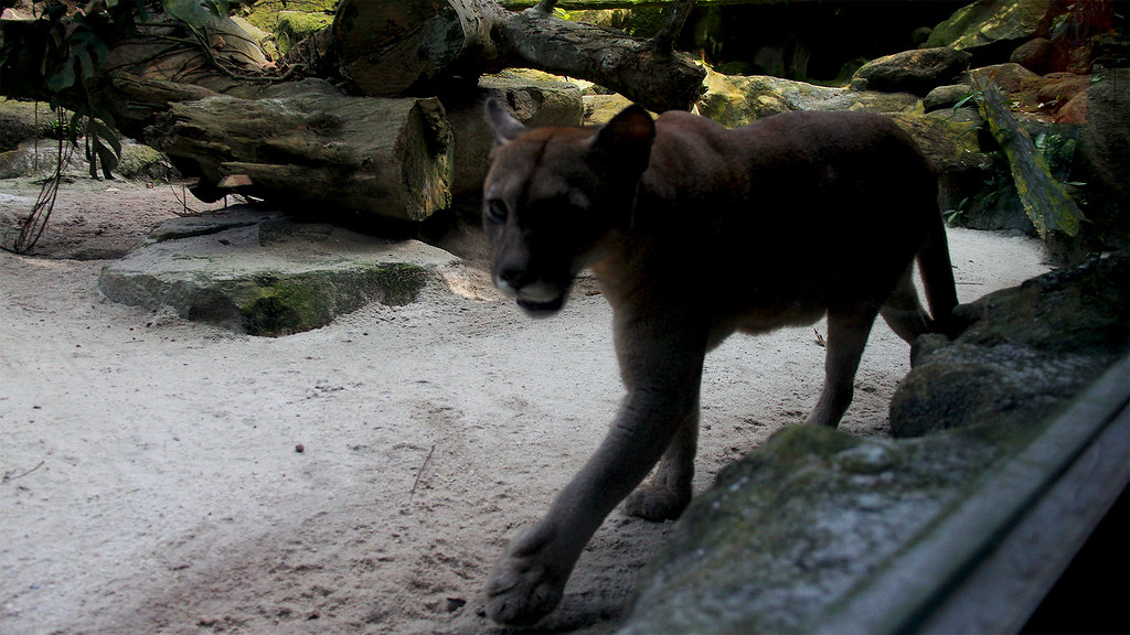 Jaguar Instilling fear with a glare.. Mervin Yap Flickr