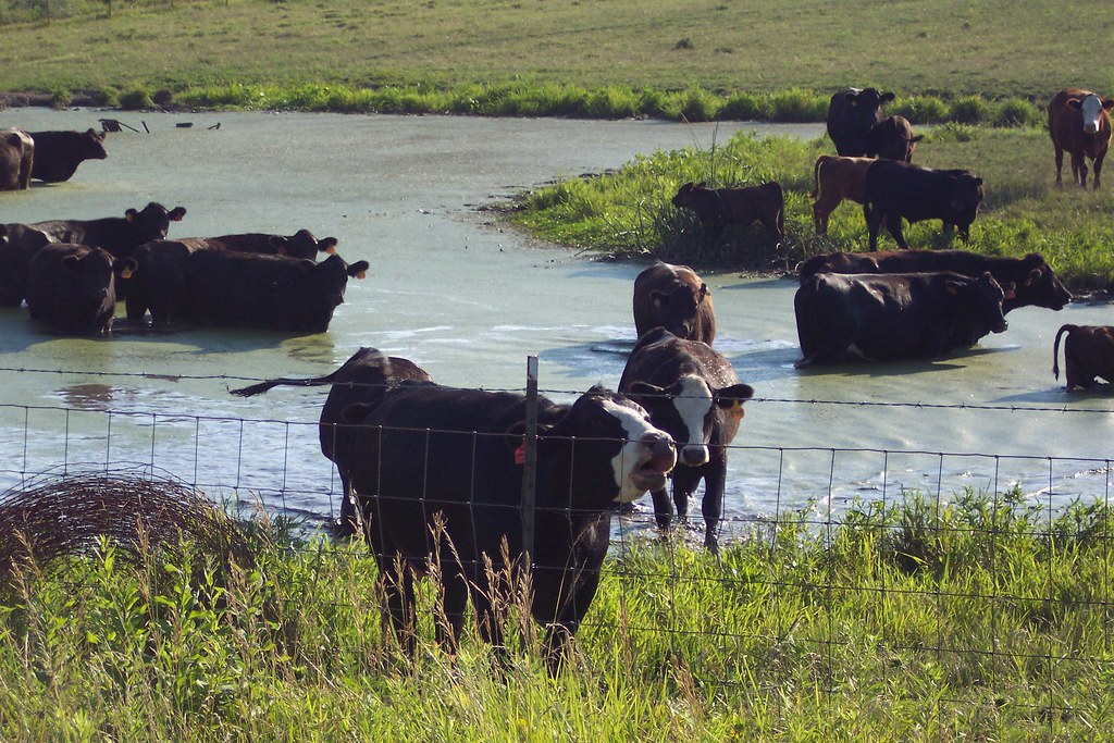 Cows 2005070810 Cows at a farm watering hole outside Arro… Flickr