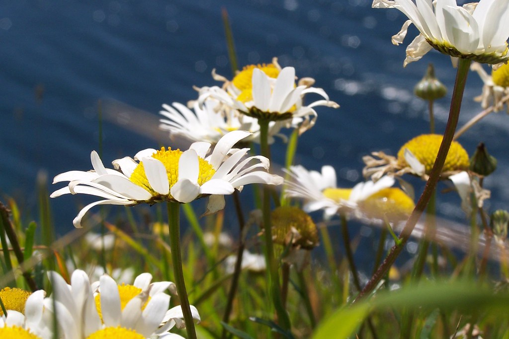 Flowers Flowers By The Sea Andy Kirkwood Flickr