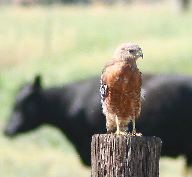 hawk and cow this hawk had been eating a crawdad...you can… Flickr