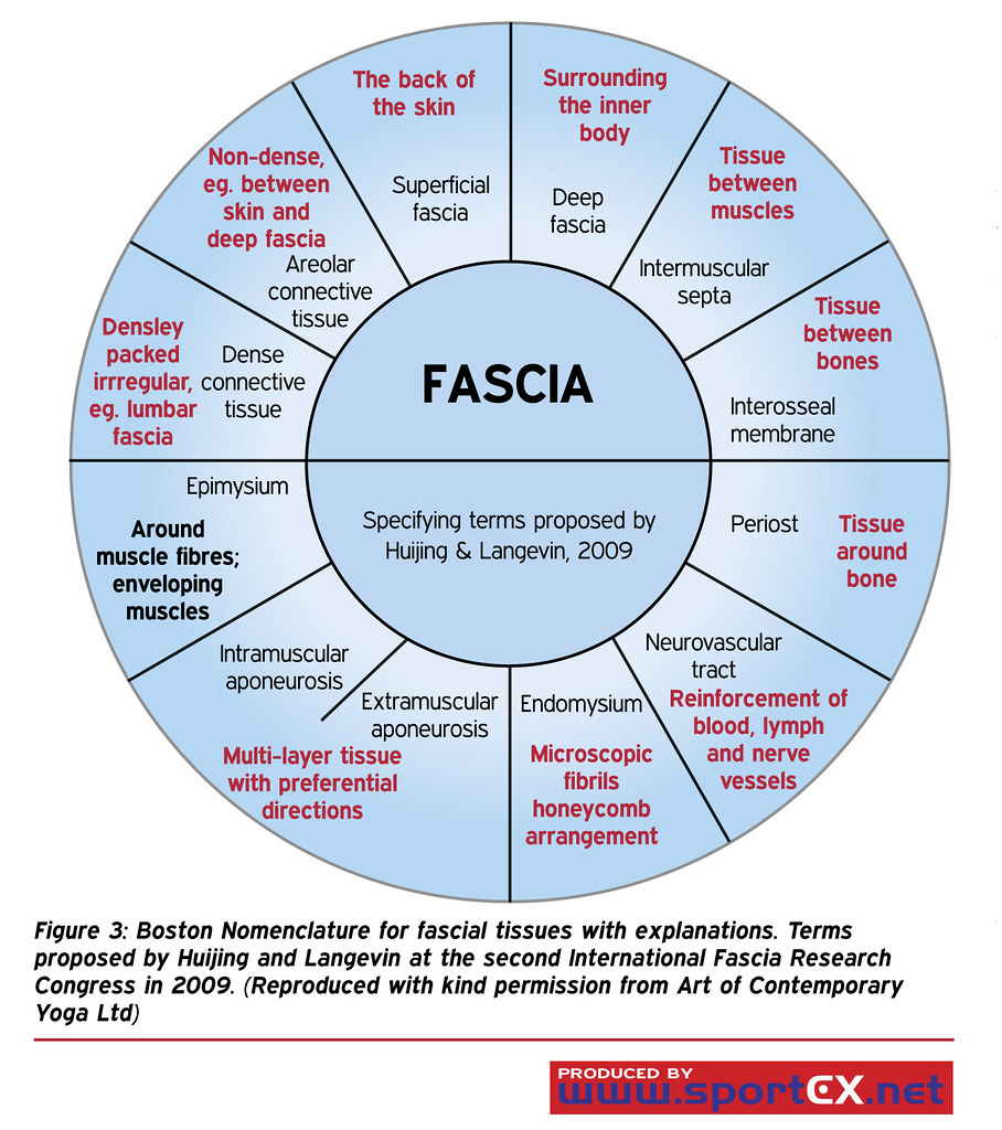 43DY32_1 Boston Nomenclature for fascial tissues with expl… Flickr