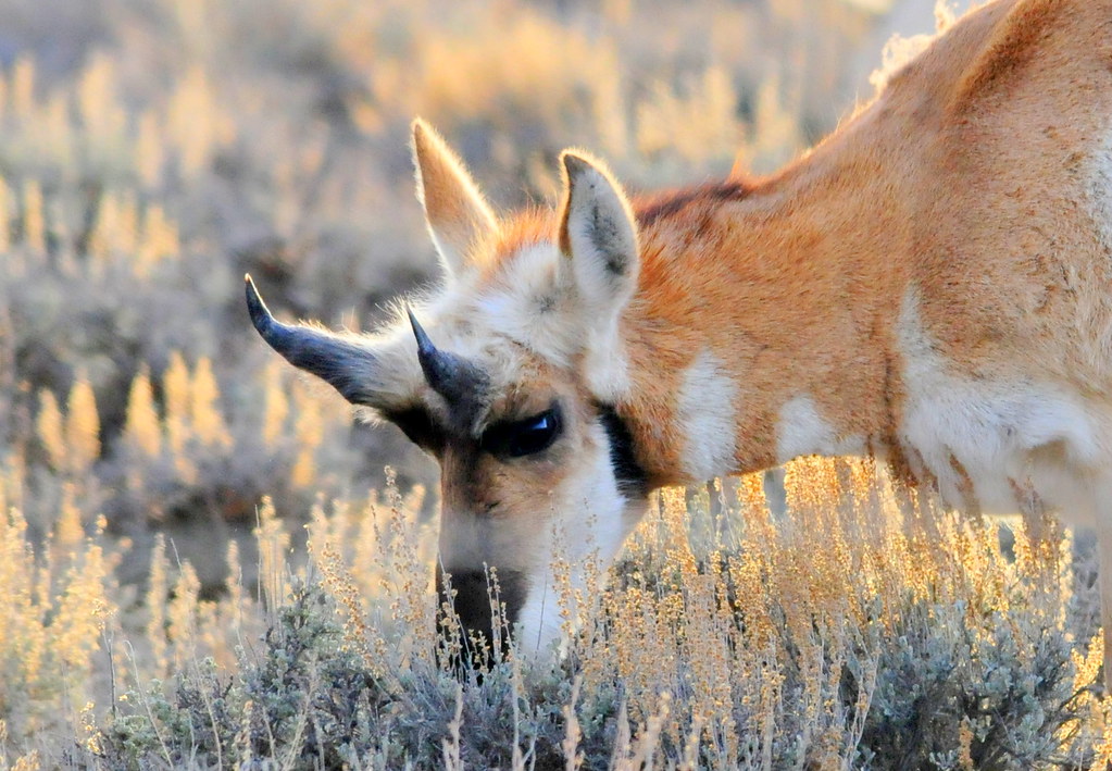 Pronghorn Buck Shed Horns The pronghorn (Antilocapra ameri… Flickr