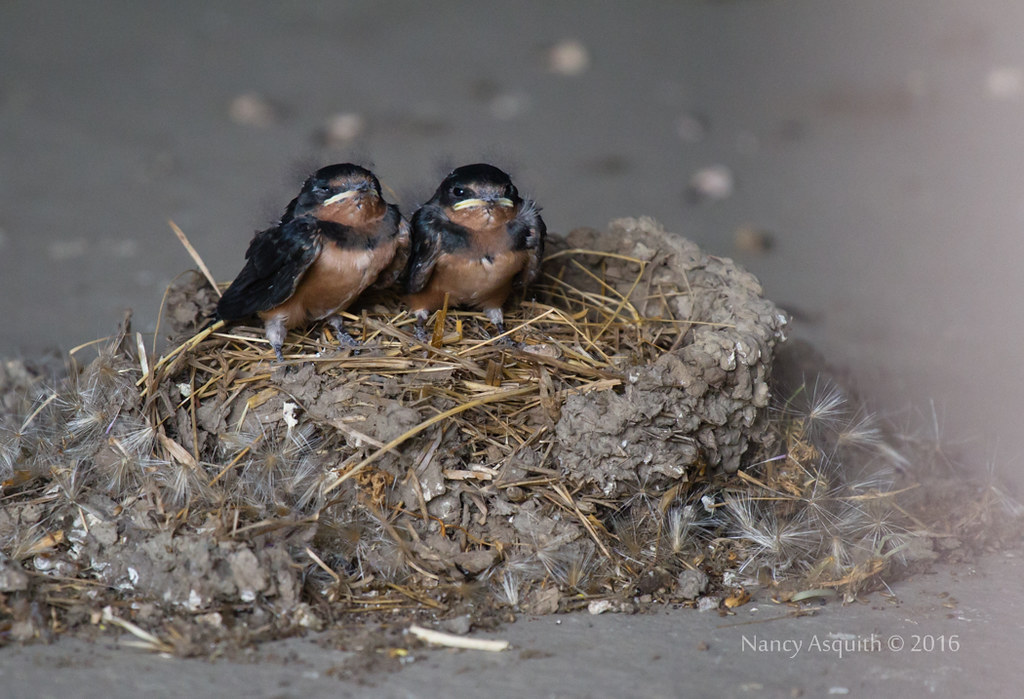 "Our nest fell down" These barn swallow chicks were discov… Flickr