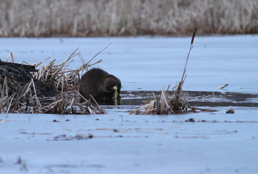 Beaver Searsmont, Waldo Co., Maine December 28, 2014 Fyn Kynd Flickr