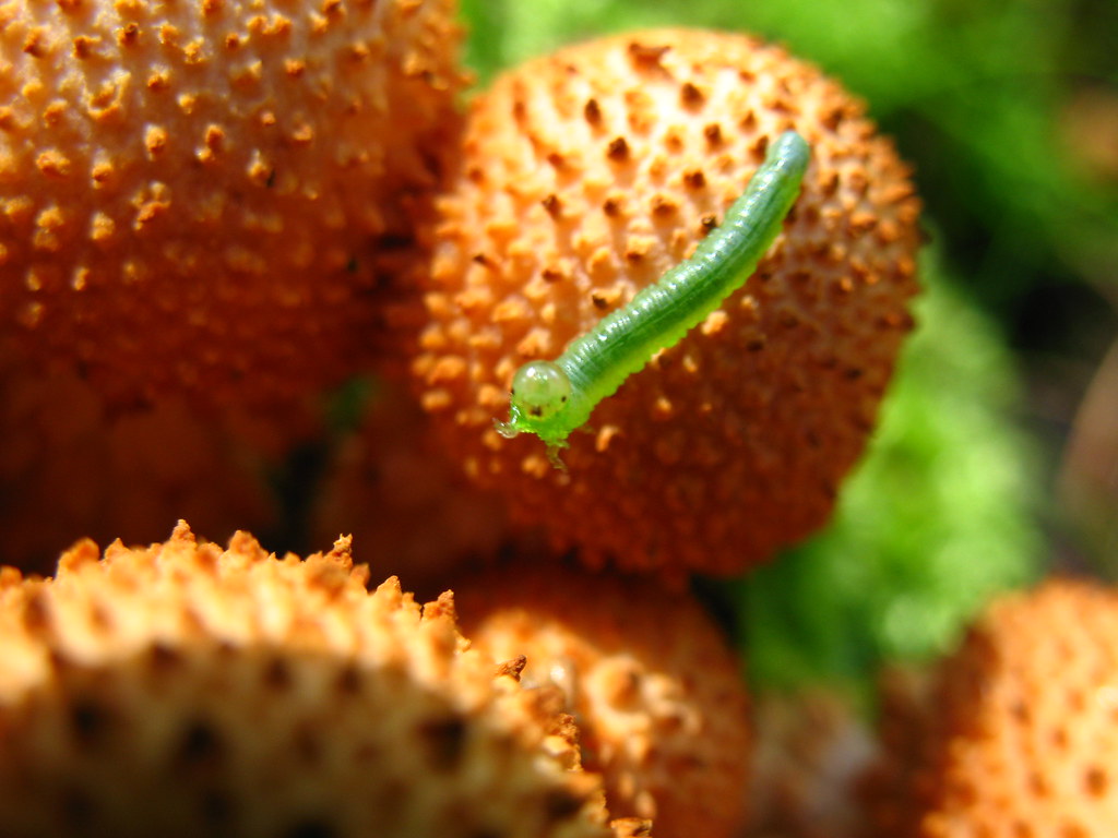 Caterpillar, astonishment Near Samus in Tomsk Province, Ru… Flickr