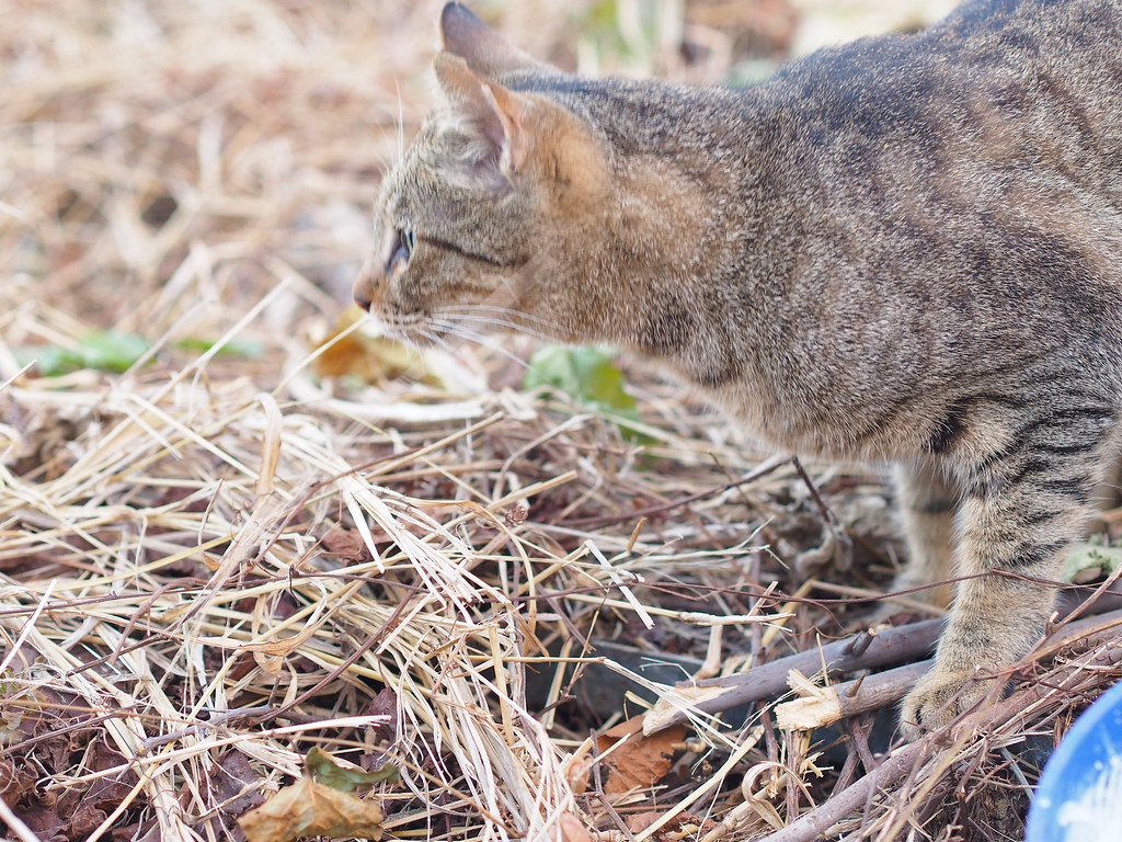 P1169260 OLYMPUS DIGITAL CAMERA daisuke1230 Flickr