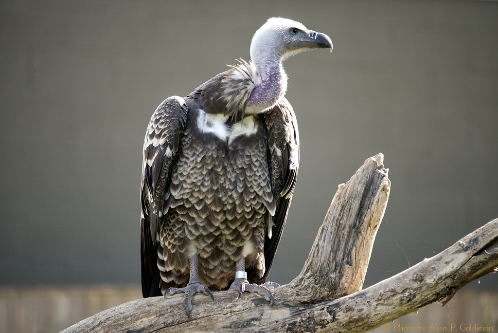 Rüppell's Griffon Vulture 141021 Rüppell's Griffon Vulture… Flickr