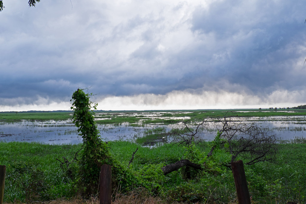 Monsoon shower over wetlands.02 Fogg Dam Conservation Rese… Flickr