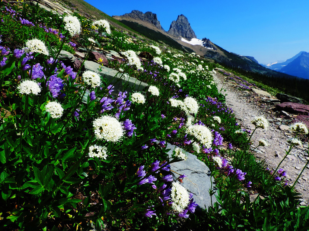 Wildflower Bloom In Glacier National Park, Montana Our Wanders
