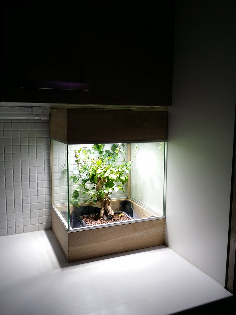 Handmade bonsai lighting Flickr