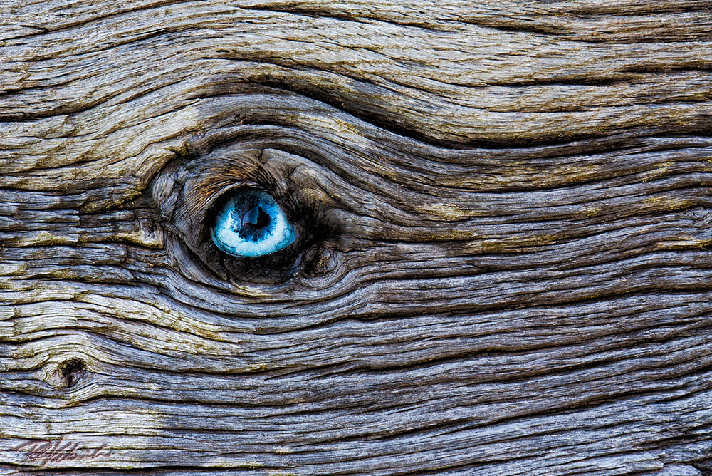 Wooden Eye Copyright © All rights reserved Peter Vahlersvi… Flickr
