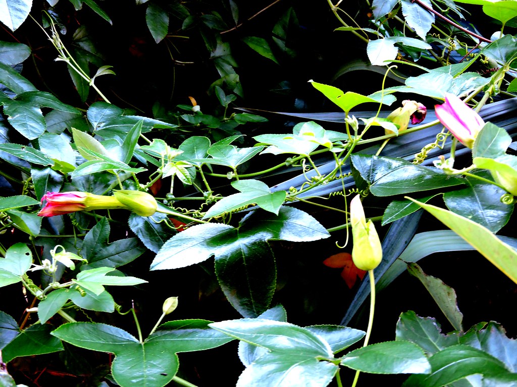 Passiflora 'Coral Seas' Rita Xavier Flickr