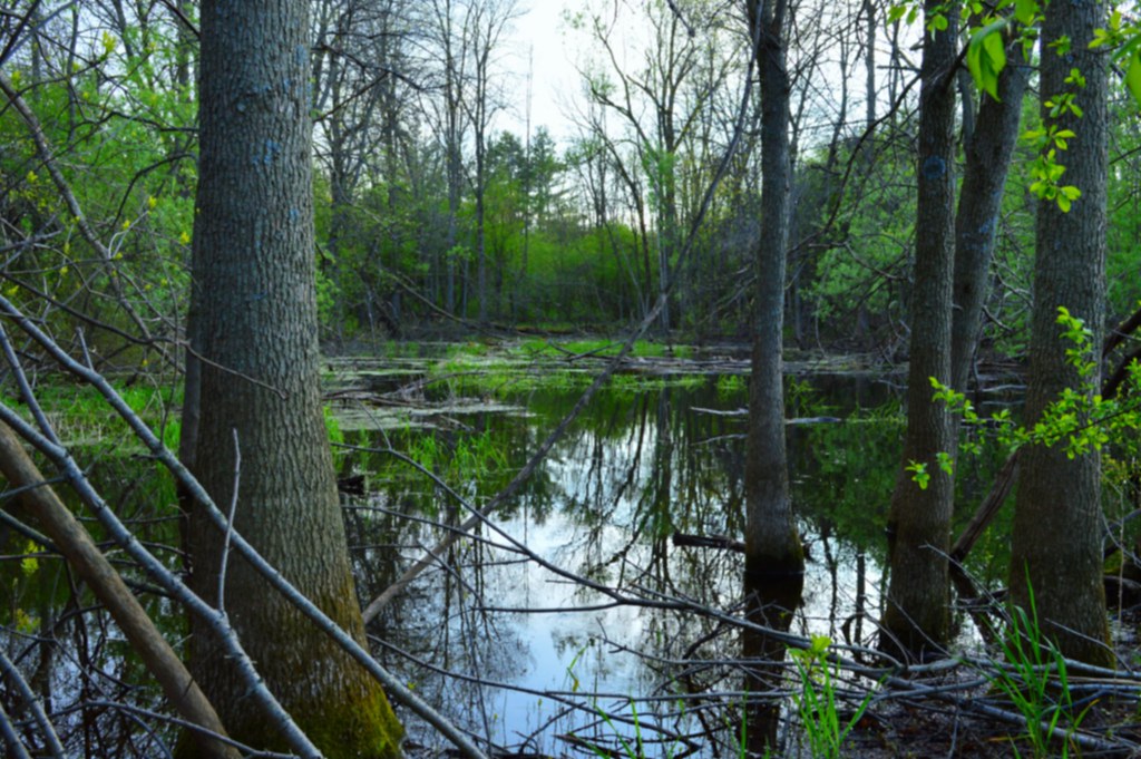 Bannister Lake, Ontario Cloudy day near Bannister Lake Flickr