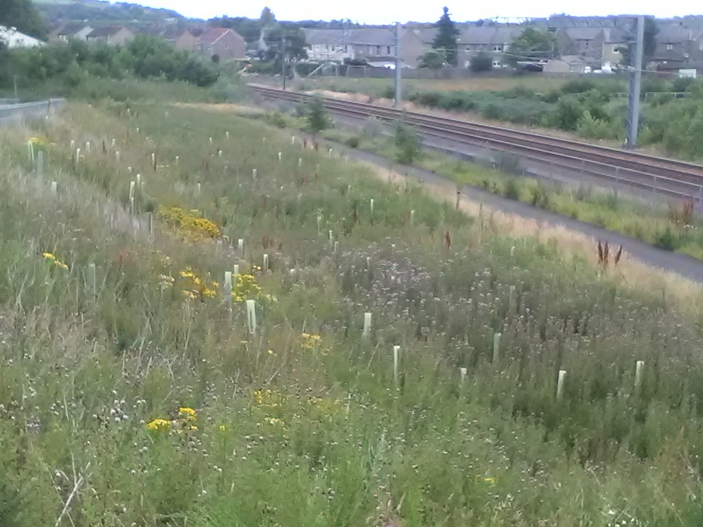 IMG_20160727_151053 Birniehill, Bathgate Ross Flickr