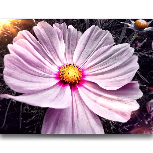 Sunday morning Praise the dawning It's just a restless fe… Flickr