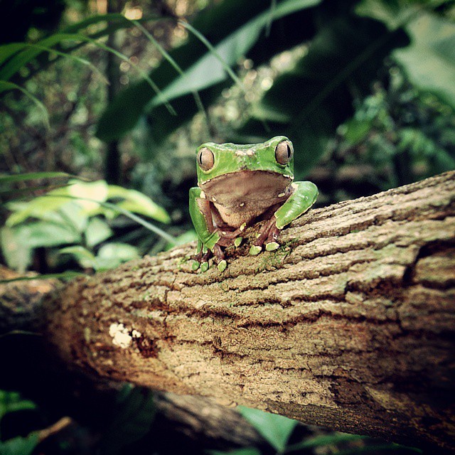Guyana The Amazon Adventure. Let us take you there! Rora… Flickr