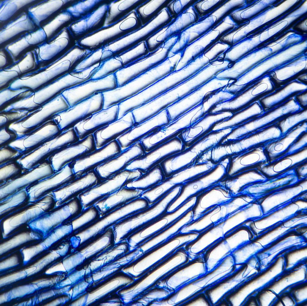 Onion Skin Cells stained with Methylene blue Abstract pa… Flickr