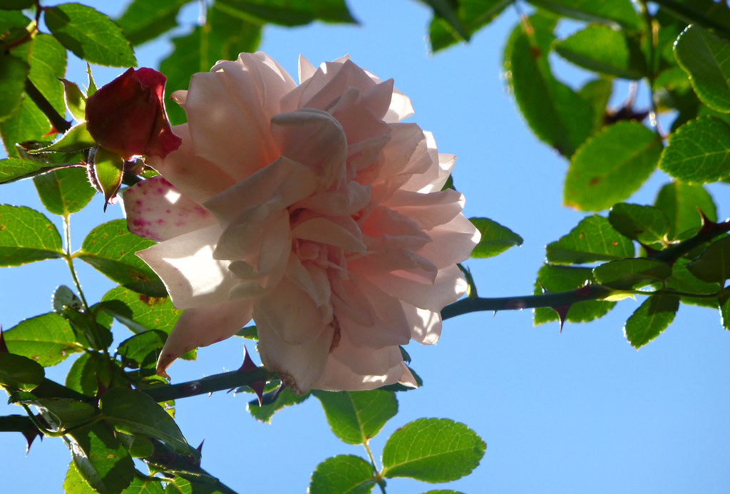 rose + sky wundoroo Flickr