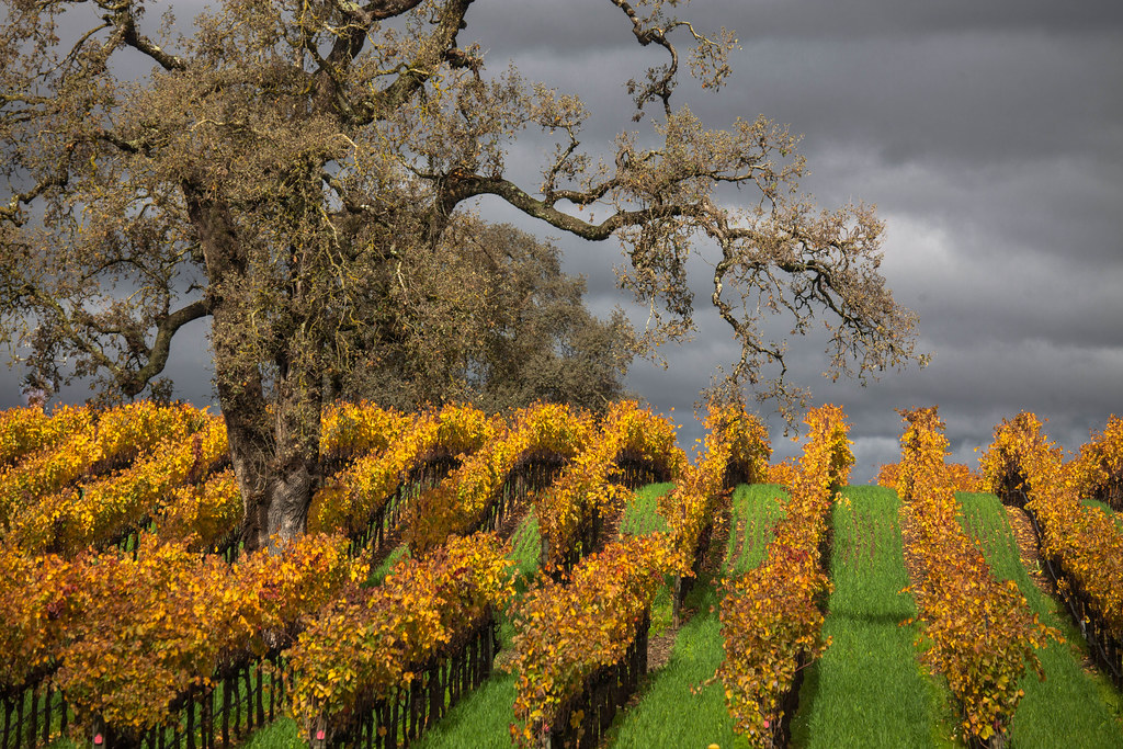 Oak and Fall Vineyard 2 Guerneville Road. Tom Moyer Flickr