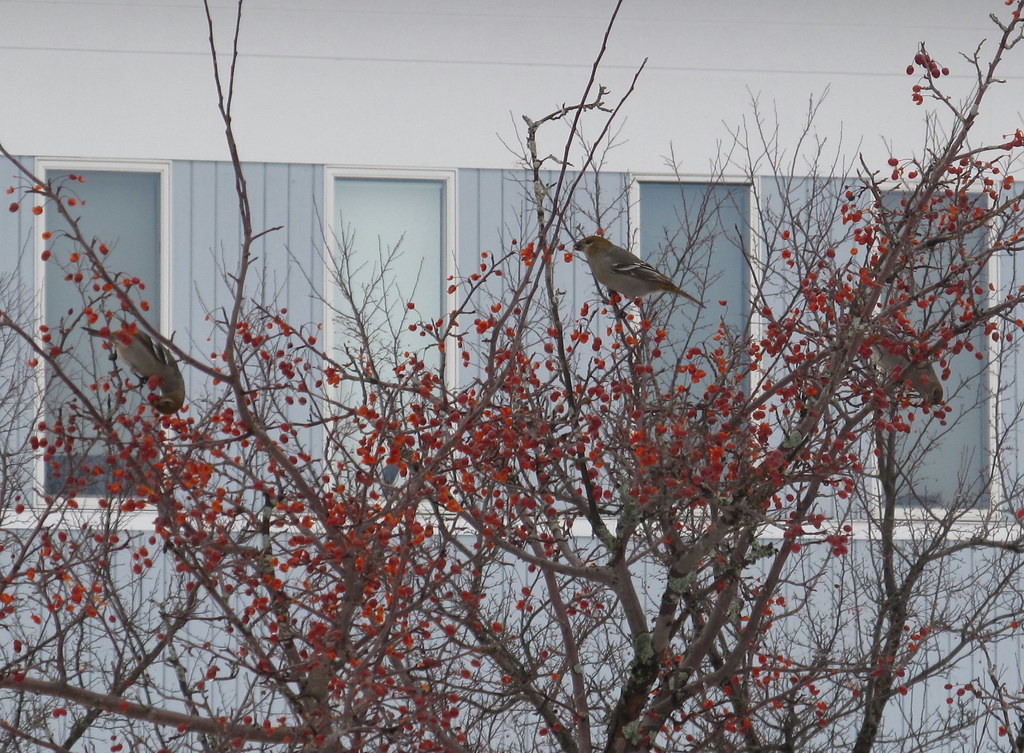 PIGR Maine Science and Math school Limestone 14 Dec 2014 S… Flickr