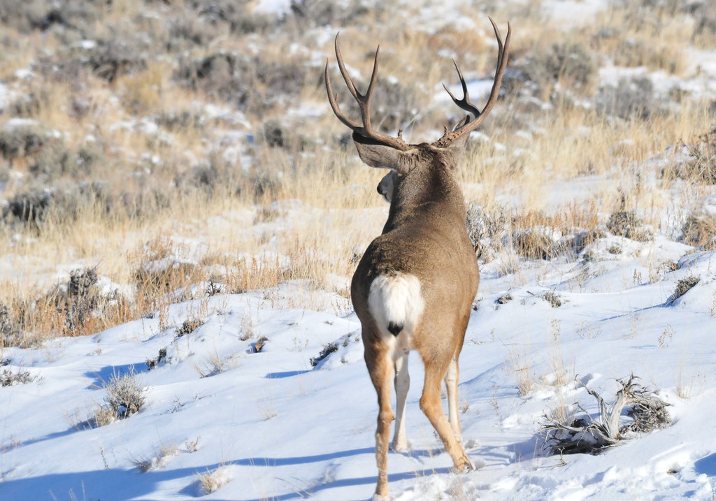 Wyoming Mule Deer Mule deer in southwest Wyoming moving fr… Flickr