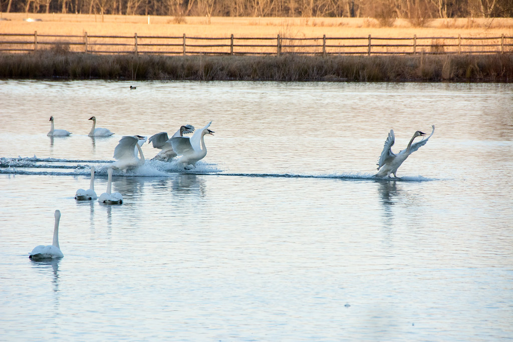 Trumpeter Swans Magness Lake, Heber Springs, Arkansas Leona Jordan Flickr